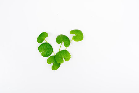 Top view on table green centella asiatica leaves or Gotu kula with isolated on white backgroundの写真素材