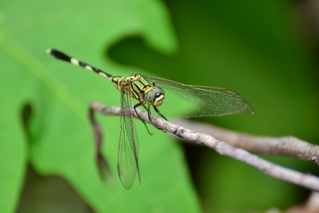 dragonflyの写真素材