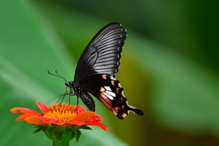 butterfly and flower1の写真素材