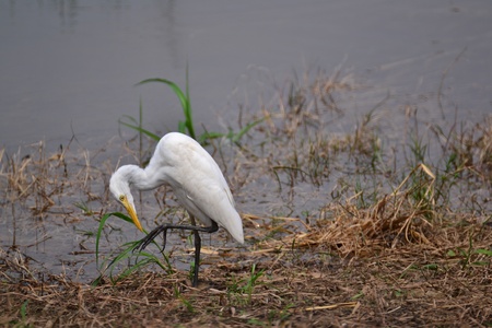 whitebirdの写真素材