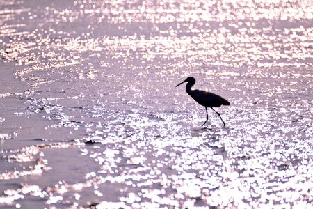 Egretの写真素材