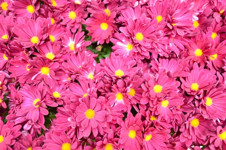 royal flora 2011 at Thailandの写真素材