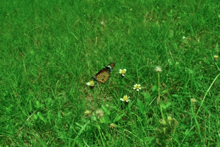 green grass and  flowers in the garden.の写真素材