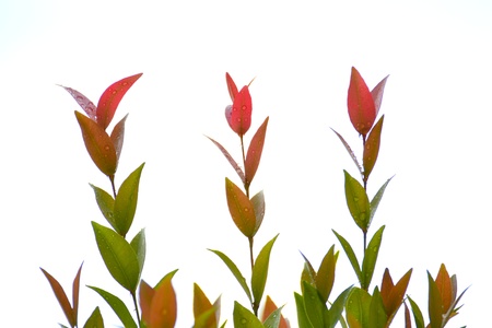 Drops fo water on leaves after raining with white background.の写真素材