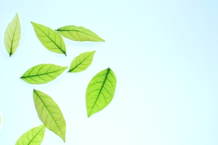 Green Leaves isolated on  white backgroundの写真素材