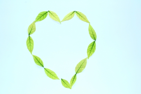 Green Leaves isolated on  white backgroundの写真素材