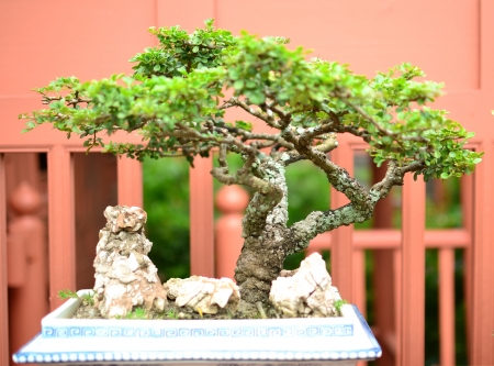 Bonsai treesの写真素材