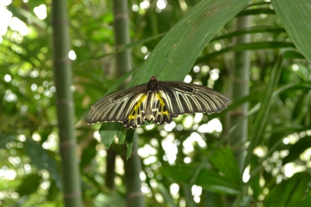 Butterflies on green leavesの写真素材