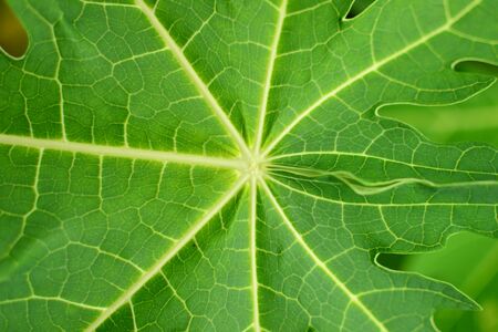 Green Leavesの写真素材