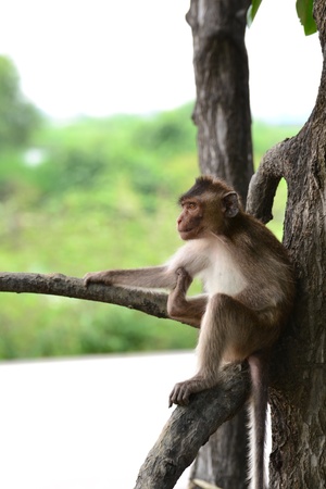 Moneky in  Mangrove forest ,Samut Songkhram Province,Thailandの写真素材