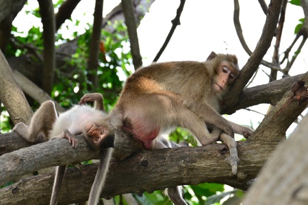 Moneky in  Mangrove forest ,Samut Songkhram Province,Thailandの写真素材