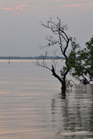 Before sunset,Don Hoi Lot,Samut Songkhram Province,Thailandの写真素材