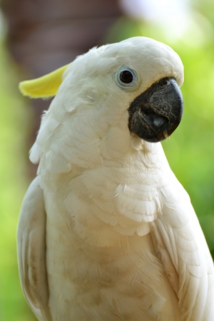 Yellow-crested Cockatooの写真素材
