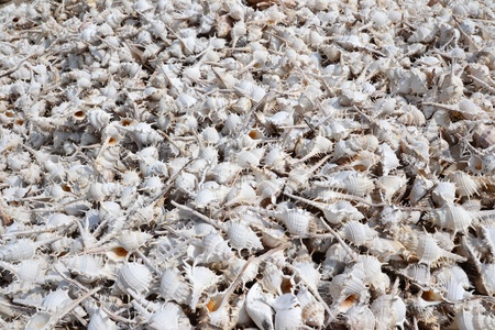 Remains of thorn conch shell were lrft at Khao Takiab, Hua Hin,Prachuap Khiri Khan...