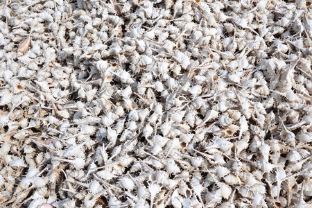 Remains of thorn conch shell were lrft at Khao Takiab, Hua Hin,Prachuap Khiri Khan...