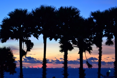Palm trees in the sunset sky ,Phuket Province, Southern of Thailand.の写真素材