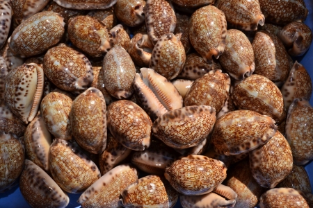 Many  Seashell with dark spots in a basket,Thailandの写真素材