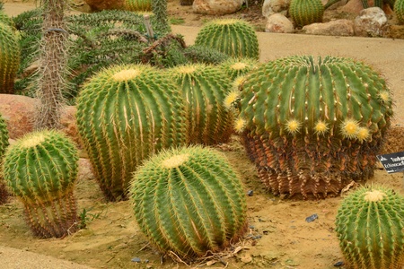 Cactus in garden,public park Rat-cha-mang-khala,Bangkok,Thailandのeditorial素材