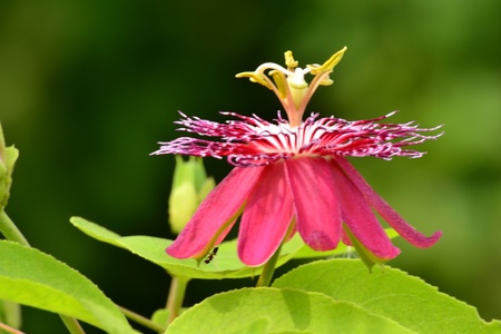 Close up passiflora flower,Lady magaret Flowerの写真素材