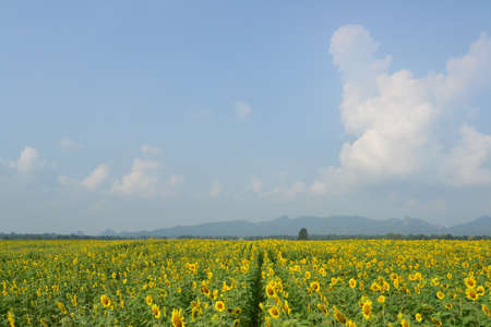 Sunflowersの写真素材