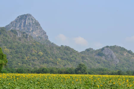 Sunflowersの写真素材