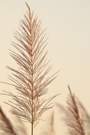 The flower of Giant reed on white background.の写真素材