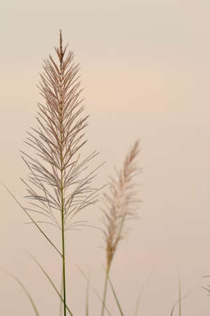 The flower of Giant reed on white background.