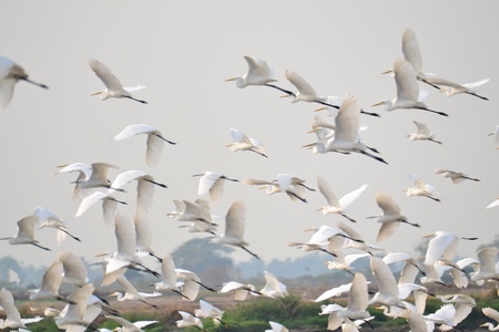 Great egret in Rice fields,Ayutthaya province,Thailand.の写真素材