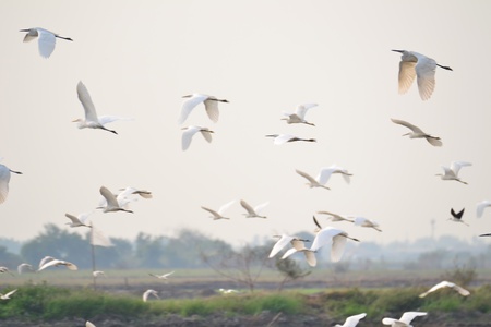 Great egret in Rice fields,Ayutthaya province,Thailand.の写真素材