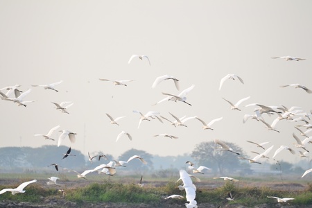 Great egret in Rice fields,Ayutthaya province,Thailand.の写真素材