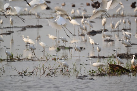 Great egret in Rice fields,Ayutthaya province,Thailand.の写真素材