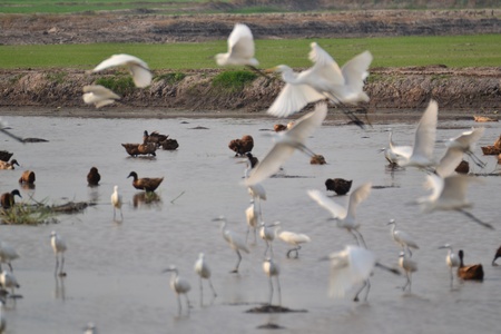 Great egret in Rice fields,Ayutthaya province,Thailand.の写真素材