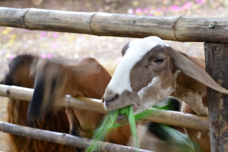 Little lambs in a flock ,Phetchaburi Province,Thailand.の写真素材