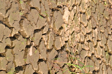 Texture of a drying ground.