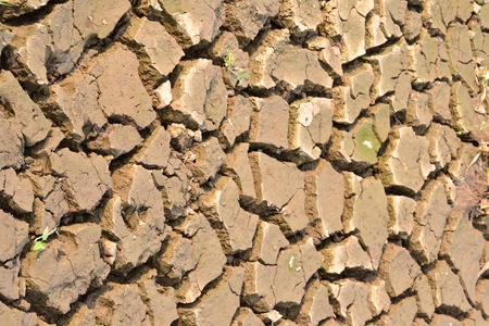 Texture of a drying ground.