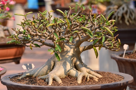 Adenium obesum tree or Desert rose in flowerpotの写真素材