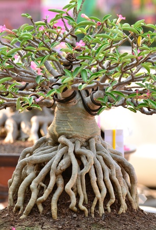 Adenium obesum tree or Desert rose in flowerpot.の写真素材