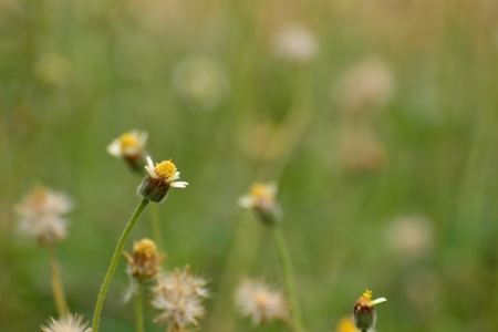 Tridax or Wild daisy flowers in garden.の写真素材