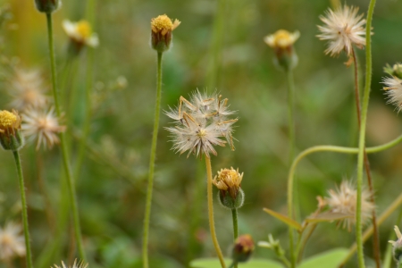 Tridax or Wild daisy flowers in garden.の写真素材