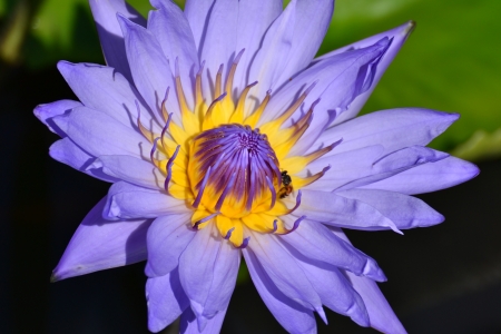 Lotus in natural pond.の写真素材