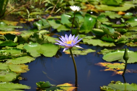 Lotus in natural pond.の写真素材