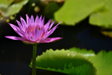 Lotus in natural pond.の写真素材