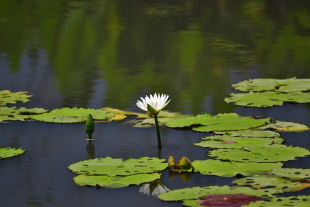 Lotus in natural pond.の写真素材