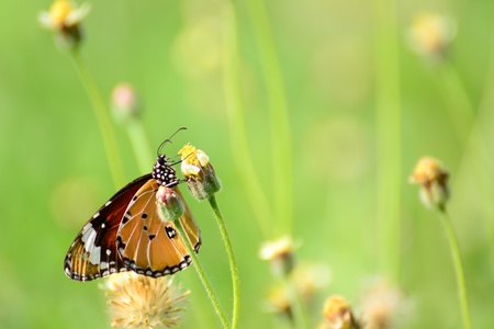 Butterfly and Tridax or Wild daisy flower in garden.の写真素材