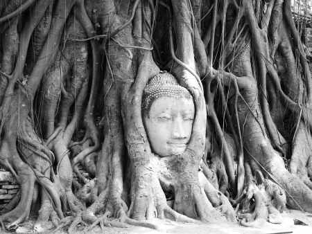 The head of Buddha Image in the Bodhi tree, Maratha temple,Ayutthaya Province,Thailand.の写真素材