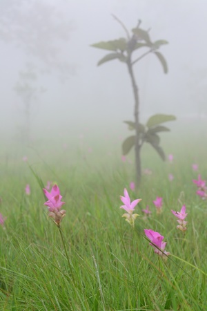 Siam Tulip flower ,Chaiyaphum Province,Thailand.の写真素材