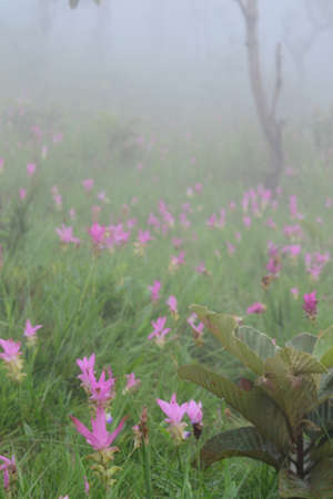 Siam Tulip flower ,Chaiyaphum Province,Thailand.の写真素材