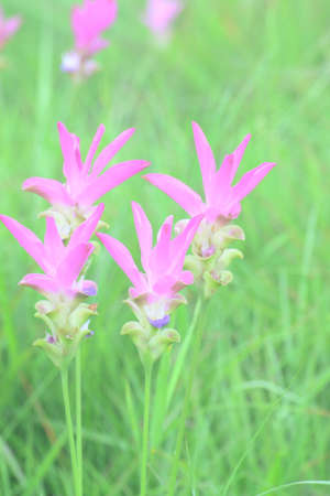 Siam Tulip flower ,Chaiyaphum Province,Thailand.の写真素材