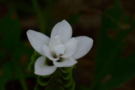 Siam Tulip flower ,Chaiyaphum Province,Thailand.の写真素材