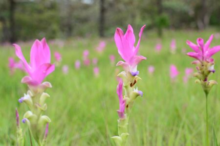 Siam Tulip flower ,Chaiyaphum Province,Thailand.の写真素材
